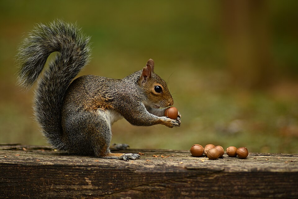 Squirrel
